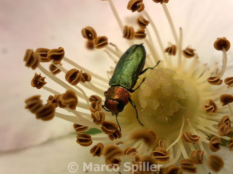 Coleotterino verde e rosso: Anthaxia nitidula